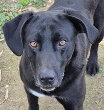 Foto von Scooby