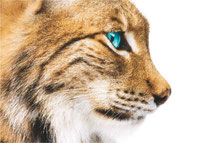 Luchs