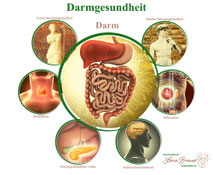 Welche Organe sind für die Darmgesundheit wichtig Heilpraktikerin Lena Brauer