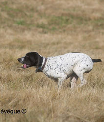 picardie-chasse.com: journée de chasse Somme et Oise la bécasse