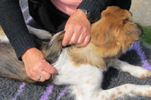 massage für Hunde