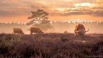 www.ronaldosephius.nl Bizons wilde buffels Heide avondzon Bewust groeien vanuit innerlijke kracht