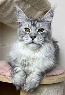 Maine Coon Mädchen in black silver tabby
