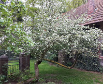 blühender Apfelbaum vor altem Tor und altem Haus Sonja Gayer
