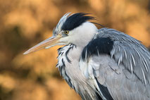 Tiere 