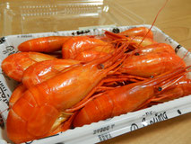 ホッカイシマエビ