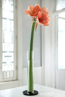 Amaryllis Vase TIEFSCHWARZ