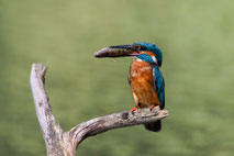 Eisvogel (alcedo atthis)