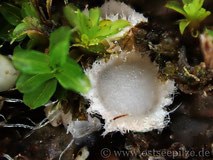 Becherling an Moos - white Lamprospora tortula-ruralis - weißer Moosbecherling - Pilze und Becherlinge aus Wismar in Mecklenburg-Vorpommern