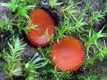 Scutellinia scutellata - Borstling Waldweg - orange roter Becherling - Pilze ©ostseepilze - Ehmke Christian - Pilze aus Wismar in Mecklenburg