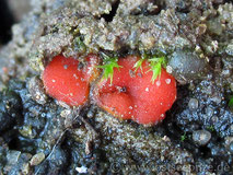 Scutellinia hyperborea - Borstling auf Bauschutt - orange roter Becherling - Pilze ©ostseepilze - Ehmke Christian - Pilze aus Wismar in Mecklenburg