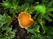 Moosbecherling - Octospora orthotrichum oder orthotrichi / Wirtsmoos Orthotrichum diaphanum - eine der häufigsten Arten - Pilze und Becherlinge aus Wismar in Mecklenburg-Vorpommern