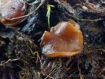 Sphaerosporella brunnea - Sumpf-Becherling - seltene Pilze aus Wismar in Mecklenburg - Ostseepilze von Christian Ehmke