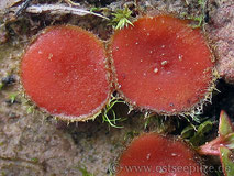 Scutellinia olivascens - Borstling Waldweg - orange roter Becherling - Pilze ©ostseepilze - Ehmke Christian - Pilze aus Wismar in Mecklenburg