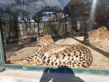 Gepard liegt in der Sonne, Zoo Schönbrunn