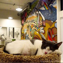 cat-town-cafe-adoption-center-glynda