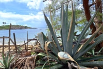 barra de sirinhaém, isla de santo aleixo, isla de ensueño brasil, bahías solitarias, fauna tropical, agua cristalina, gorrión, consejos de viaje, blog de viajes, brasil, vacaciones de ensueño