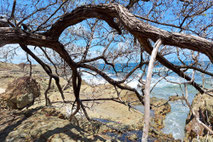 barra e sirinhaém, isla de santo aleixo, vacaciones de ensueño, mundos submarinos, isla paradisíaca, atlántico, agua cristalina, isla robinson, vacaciones de aventura, espectáculo natural, playa de ensueño