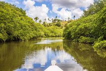 rio formoso, manguezais, cruzeiro fluvial, porto fluvial, bar do sarna, barco de pesca, manguezais, vila de pescadores, brasil, trilha para caminhada, ecossistema