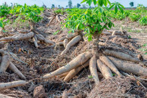 cassava, tapioca, root, cassava flour, gluten-free, vegan, euphorbia, recife, brazil, super food, healthy eating