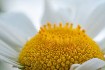 Makrofoto vom Stempel eines Gänseblümchens von Angelika Zwick