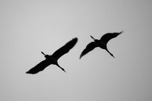 Naturfoto zweier Kraniche im Flug im Himmel fotografiert von Angelika Zwick