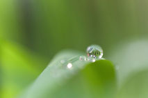Makrofoto eines Wassertropfen auf einem Grashalm von Angelika Zwick