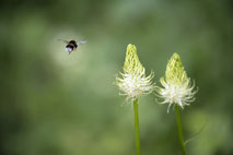 Naturfoto einer Honigbiene, die auf zwei Blüten der Ährigen Teufelskralle zufliegt in Clausthal-Zellerfeld im Harz von Angelika Zwick