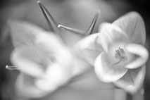 Makrofoto zweier Krokusse in Schwarzweiß fotografiert von Angelika Zwick
