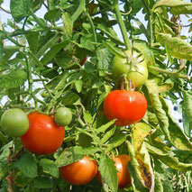 Tomates EARL Andreau Laprée Sarl des Estuaires Meursac producteur pomme de terre tomate Charente-Maritime consommateur exploitation agricole qualité