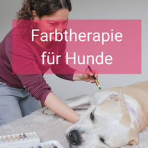 Farbtherapie für Hunde bei Praxis Essence, Kappel SO