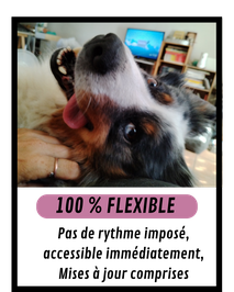 Formation en ligne éducateur canin : 100 % flexible