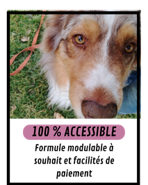 Formation en ligne éducateur canin : 100 % méthodique