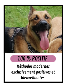 Formation en ligne éducateur canin : 100 % positif