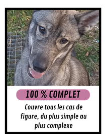 Formation en ligne éducateur canin : 100 % complète