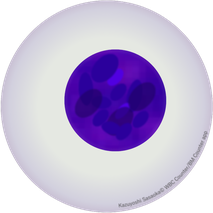 血球イラスト Blood Cells Images 医療向けアプリ 血球イラスト Blood Cells Images 医療向けアプリ