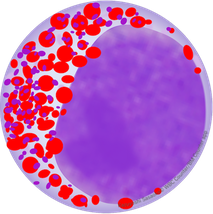 好酸球性骨髄球 Eosinophilic myelocyte