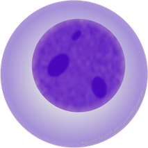 多染性赤芽球 Polychromatic erythroblast