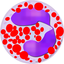 好酸球 Eosinophil