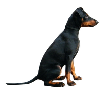 Manchester Terrier Black an Tan, Hund, sitzend, Bild PNG