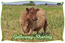 Galloway-Sharing | Mein BioRind