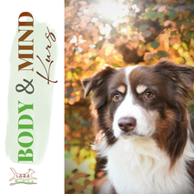 Alter brauner Aussie-Rüde sitzt vor buntem Herbstwald in den die Sonne scheint. 