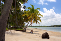 traumstrand, strand carneiros, flussdelta, kokospalmen, tamandare, brasilien, brasilien reisen, fischerdorf, kristallklares wasser, paradies, traumurlaub