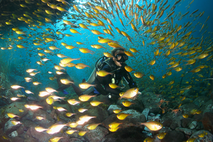 diving paradise, fernando de noronha, dolphins, sea turtles, sharks, coral reef, island paradise, atlantic, diving, brazil, experience brazil
