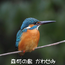 森町の鳥　かわせみ