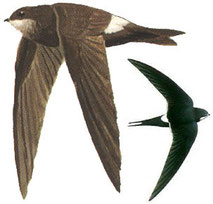 http://www.avibirds.com