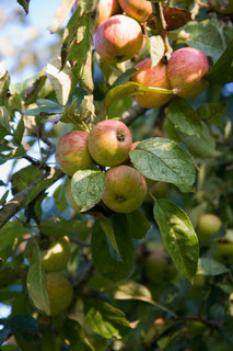 Claque-Pepin apples 