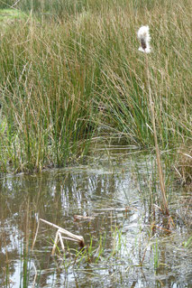 Kleiner Rohrkolben (typha minnima), Foto: ©KBenedickt.
