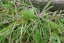 Zarte Blättchen der Schafgarbe (Achillea miielfolium) im Februar