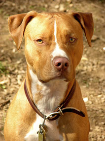 Rassen wie der Pitbull Terrier sind in manchen Ländern nicht erlaubt oder werden besonderen Tests unterzogen.